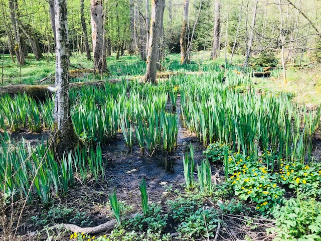Frühjahrsmüdigkeit ade – Erlebe den erfrischenden Energiekick im Wald!