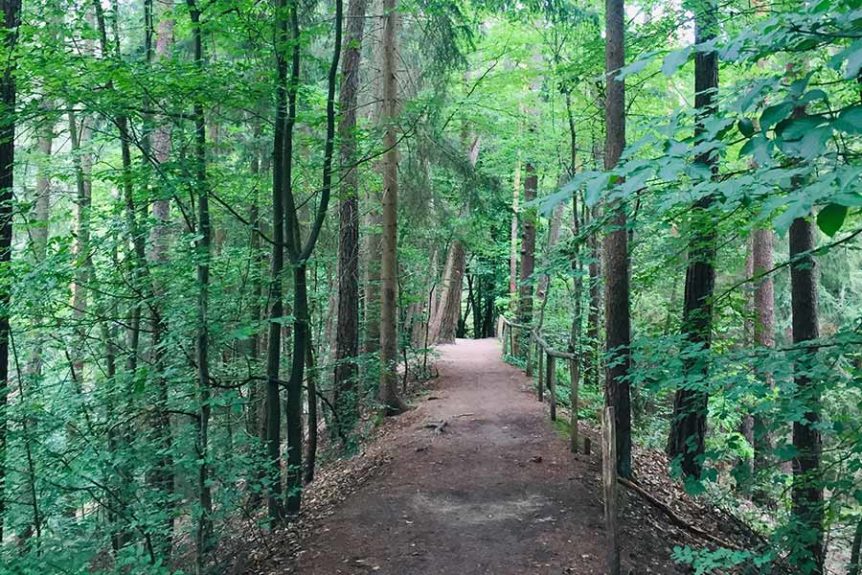 Aerosolen, Terpenen, Corona und Entspannung im Wald