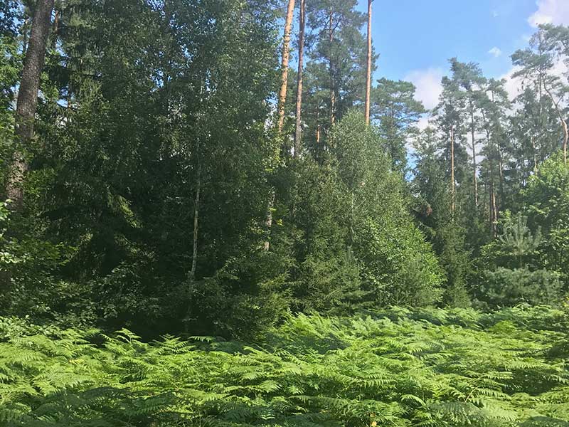 Stressbewältigung durch Achtsamkeit im Wald